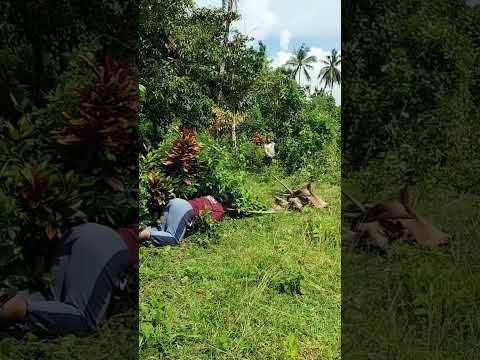 ANG LAKI NANG AHAS BUTI NAKA TAKBO AKO