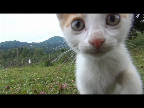 150 seconds of kitten cuteness