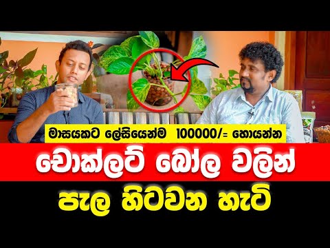 චොක්ලට් බෝල වලින් පැල හිටවන හැටි | MY TV SRI LANKA