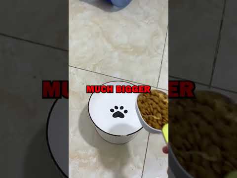 DOG HELPS LONELY OWNER! #petstory #funny #cute #animals #dogs #doglover