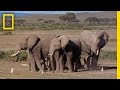 Elephant Behavior and Emotional Understanding