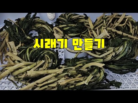 시래기 이렇게 보관하면 올 겨울 반찬 걱정 없습니다❗️시래기 말리는법ㅣ보관법