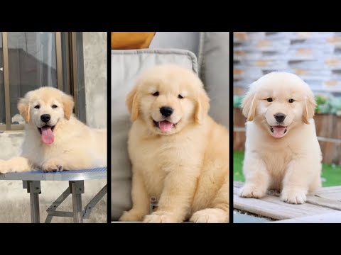 Cutest Dog - Q3 2024 Compilation | Cute & Funny Golden Retrievers