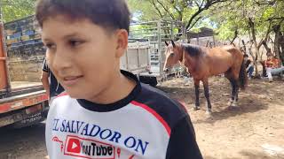 Bonito Caballo  en El Tránsito San Miguel El Salvaror 
