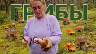 За грибами! Лес возле моря | Латвия, сентябрь