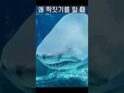 #shorts 상어가 짝짓기 할때 하는 이상한 행동