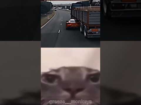 10000 IQ ? || Sigma Cat?