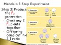 Exploring Mendelian Genetics Concepts