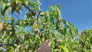 YouTube video thumbnail: Kentucky law Shielding Pesticide Companies to Take Effect