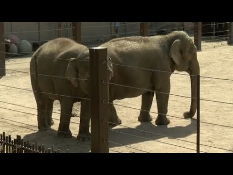 YouTube video thumbnail: Elephant on the Loose: ABQ Biopark Performs Rescue After Elephant Escapes Enclosure