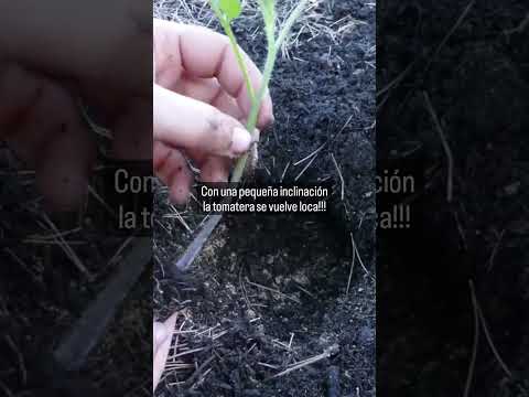 Truco para Tener CIENTOS de TOMATES! 🍅