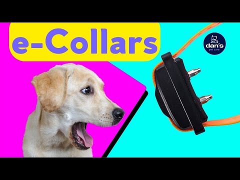 How To Properly Use An E-COLLAR On Your Dog!