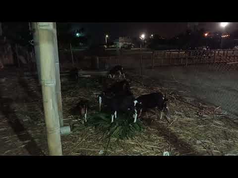 Visitando el Corral de los Chivos - Cabras