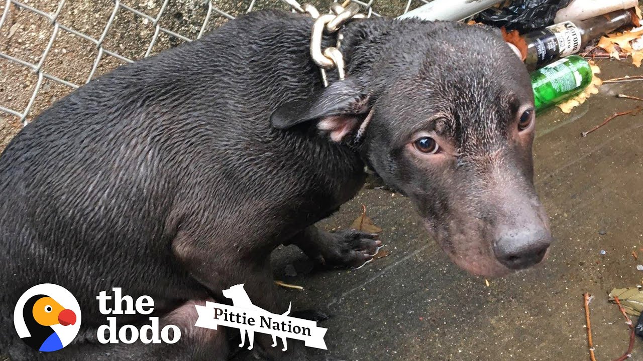 Cop Finds A Pit Bull Chained Up In The Rain Pittie Nation