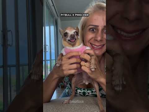si son una ternura que podría pasar #humor #reality #viral #cute #fyp #pets #mascotas