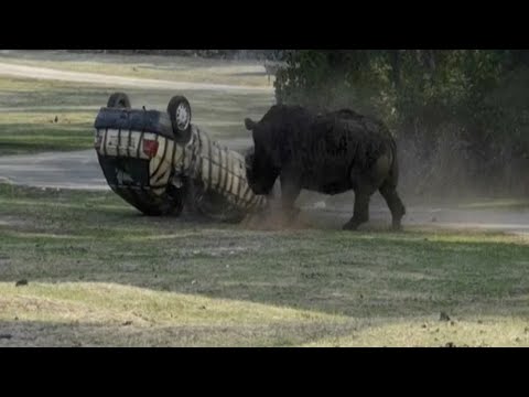 НОСОРОГ Перевернул Машину! Нападает на Львов и Гиен