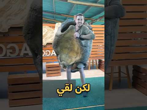 دخل جوا قوقعة سلحفاة.. واتحبس جوه 😱" #سلحفاة #قوقعة #تجربة #turtle #shell #sorts
