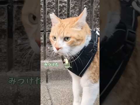 敵を見つけたときの猫の反応がこちら#元野良猫チャチャ #猫武将 #ねこ #ネコ #チャチャ #猫 #cat