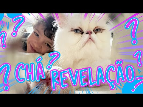 MENINO OU MENINA - CHÁ REVELAÇÃO dos CAT BABIES