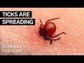 Understanding Tick Behavior and Prevention