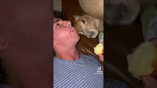 BEN FROM URBAN RESCUE RANCH SHARES AN APPLE WITH HIS CAPYBARA'S 😊 | OSTRICHPLUG TIKTOK