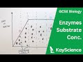 Exploring the Impact of Substrate Concentration on Enzyme Activity