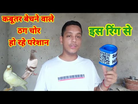 Kabutar Bechne Wale Thag Chor Pareshan,,9319066031