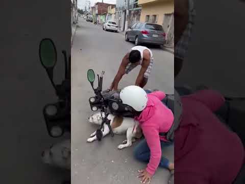 Cachorro derrubar motoca , tente não rir 😃😂