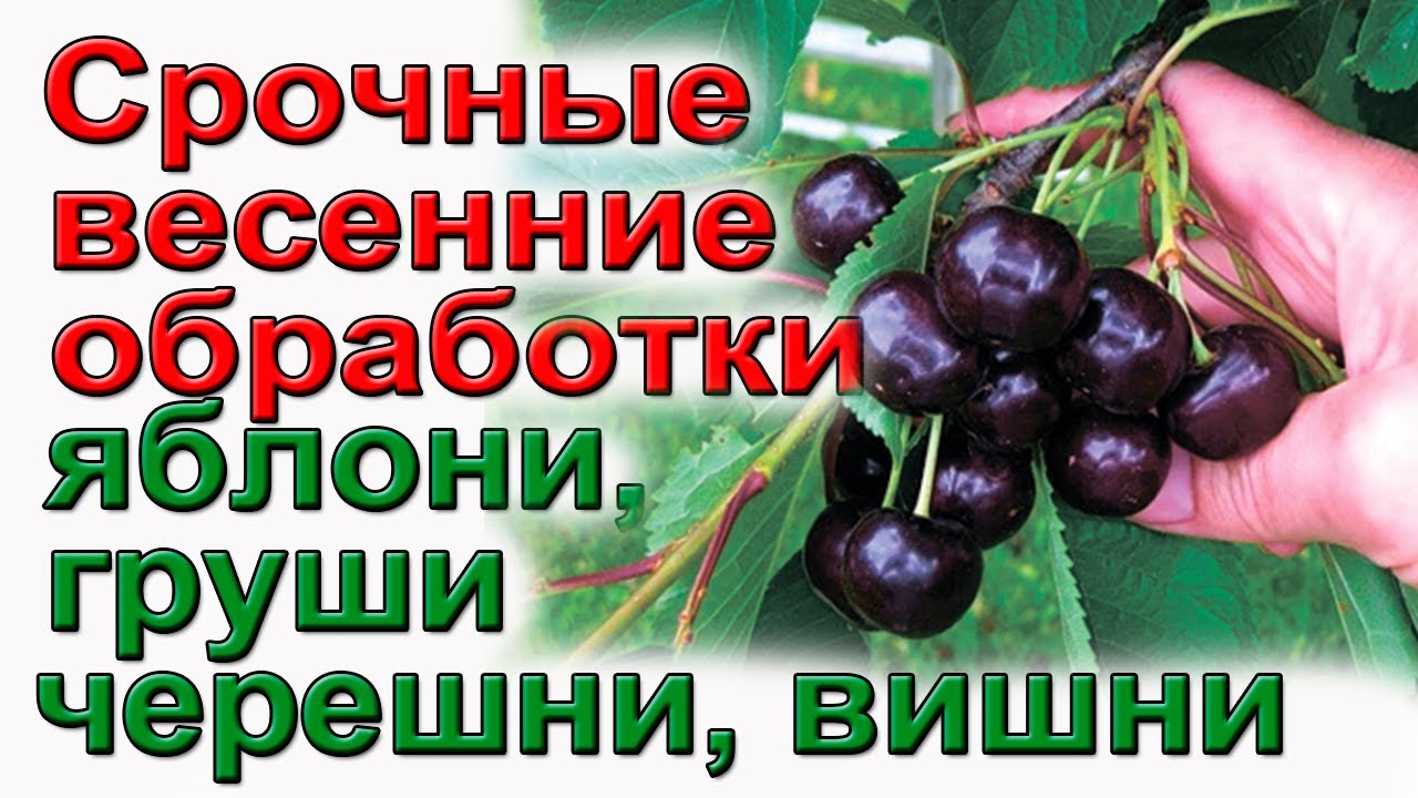 Пожалейте сад. Весенняя обработка сада от болезней и вредителей