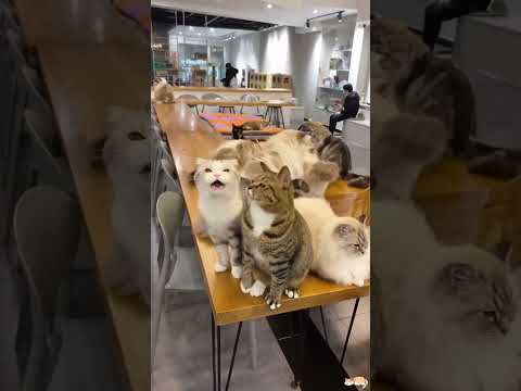 The cat's jealous.  #for #fouryou #cat #funnyvideo #pet #funny #cute #cutecat #fpy #usa