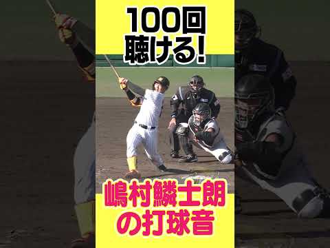 【何度でも聴ける!!】嶋村鱗士朗の打球音#阪神タイガース #hanshintigers #虎バンチャンネル #プロ野球 #shorts #shortvideo#嶋村鱗士朗#asmr#打球音