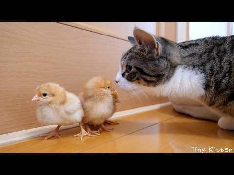 Cute kitten fearfully approaching a small chick...