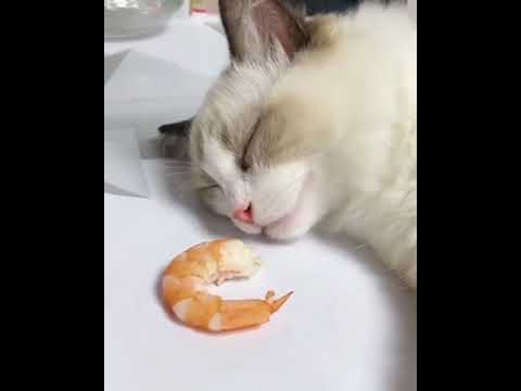 Cat Senses | #cat #ssbukhariofficial