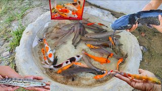 Catching snakehead fish in rice fields, giant catfish, koi fish, ornamental fish, betta fish turtles