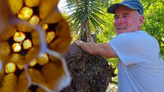 Hidden Bee Hive With a Painful Surprise