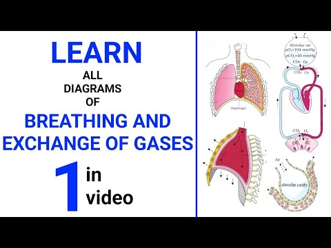 Breathing and Exchange of Gases Explained || NEET 2025 Biology || Class 11 NCERT Biology Dr Sharun