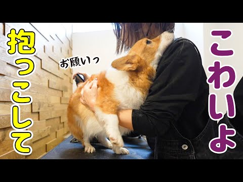 助けを求めてママに抱きついてくる愛犬が可愛い！