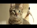 How To Annoy Your Mean Kitty 3