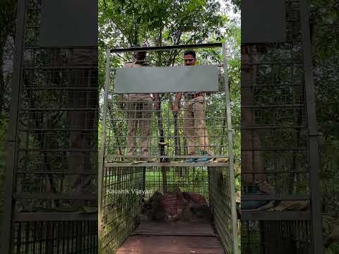 ഈ ആളിന്റെ ആടിനെയാണ് കടുവ പിടിച്ചത് | tiger attack | perunad  | kerlaforest | tiger story