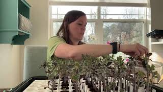 Potting Up Tomatoes