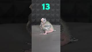 Papağan Yavrusu 33 Günlük Gelişimi #shorts