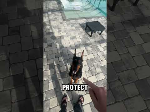 Training with my Dobie #doberman #dogs #dogtraining #dobermantraining #dogtricks #dogshorts
