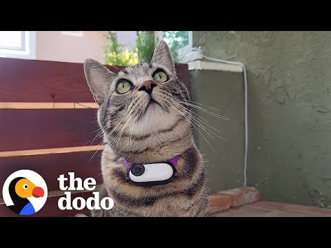 Cat Who Loves Gifting Trash Tries To Win Over His Cat Crush | The Dodo