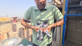 Ustado wali pure breed aisay lal ankh waly 