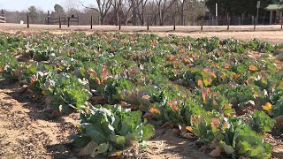 Sweet potato sweethearts come to life for Valentines Day