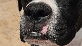 #cutestdogs #markiplier #adoptashelterpet #boxerbubbalip