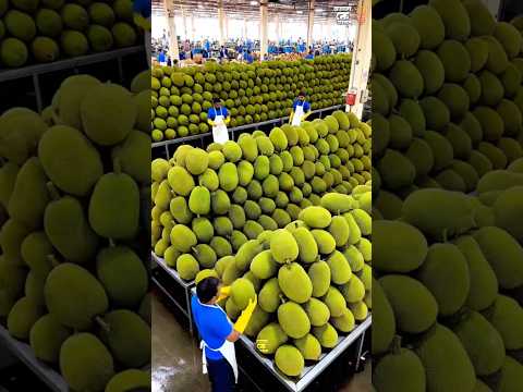 How Thailand Turns Raw Jackfruit Into Crispy Chips 😱 | Jackfruit Processing Factory
