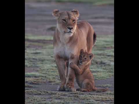 There is always a child who likes to stick to his mother #lionbaby #mom #wildlife