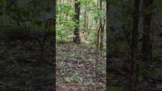 Sub Adult Cubs Of Jugni Female Tigers 🐾🐯🐾   Sighting 🐾🐯🐾 penchnationalpark #tiger #tigerspotted