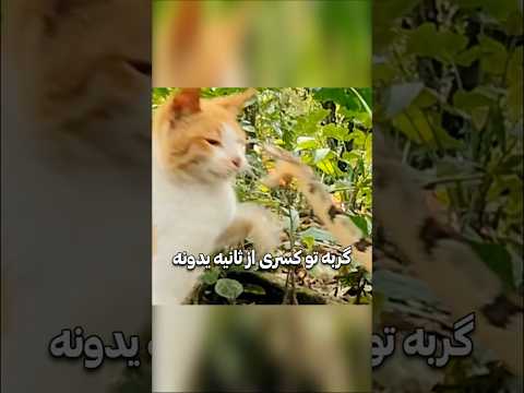 چرا گربه ها به مار ها پیروز میشن ?